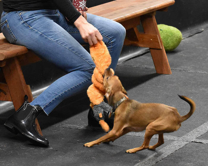 Dog playing tug with an orange Cycle Dog Coil Caterpillar