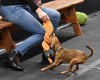 Dog playing tug with an orange Cycle Dog Coil Caterpillar