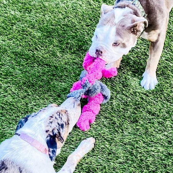 Two dogs playing tug with a Cycle Dog Springy Thing