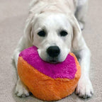 Dog holding an orange and fuchsia Cycle Dog FuzzBall