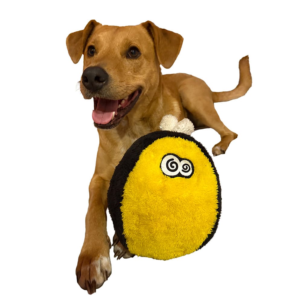 Dog running with a Cycle Dog Bumble Bee FuzzBall