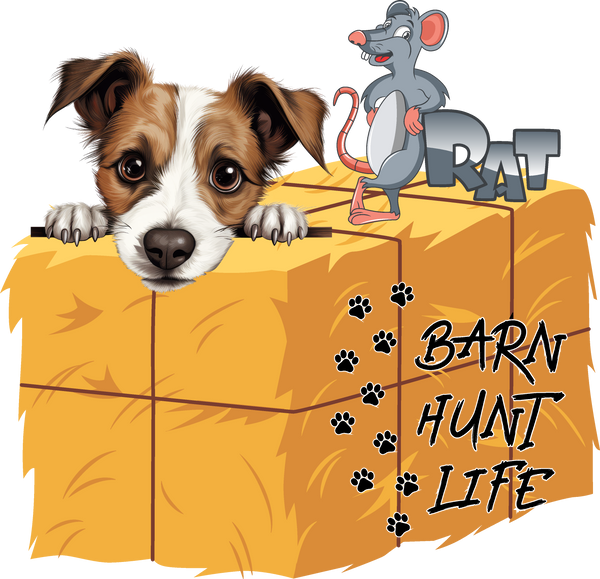 Barn Hunt Life - Jack Russell (Peeking)