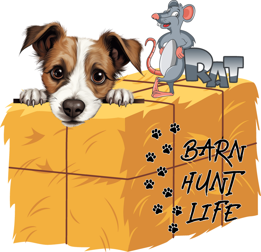 Barn Hunt Life - Jack Russell (Peeking)