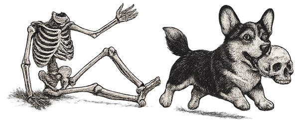 Lost Your Head - Cardigan Corgi