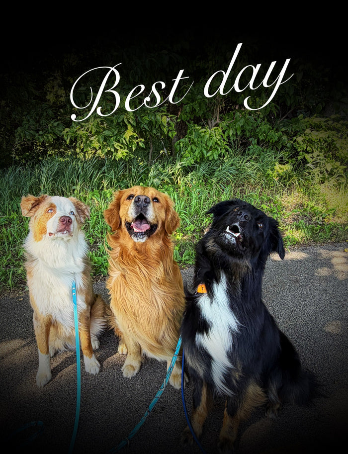 Teddy, Jonesy & Mack