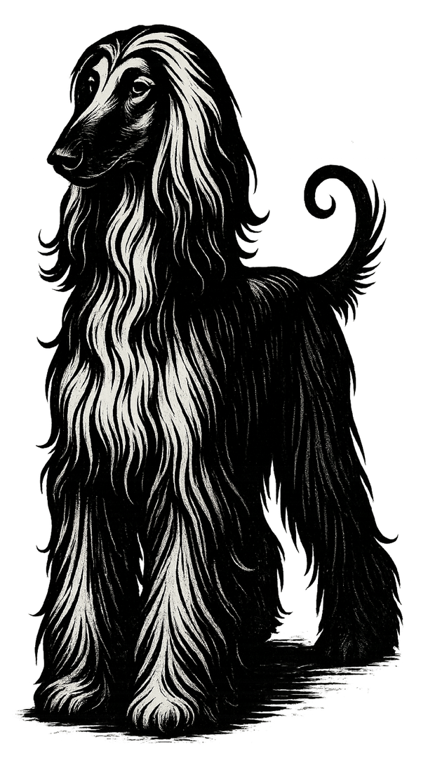 Afghan Hound Ink Sketch