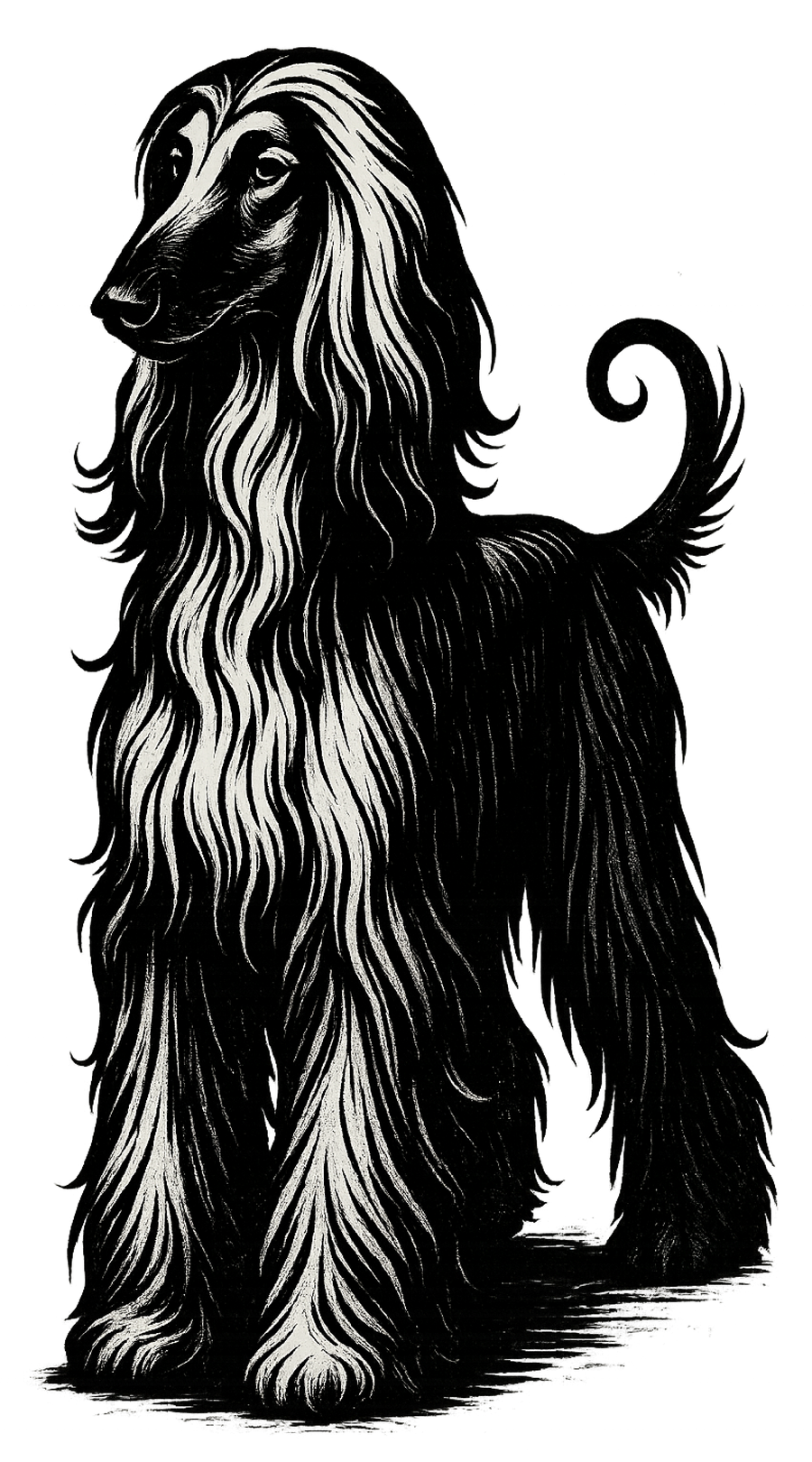 Afghan Hound Ink Sketch