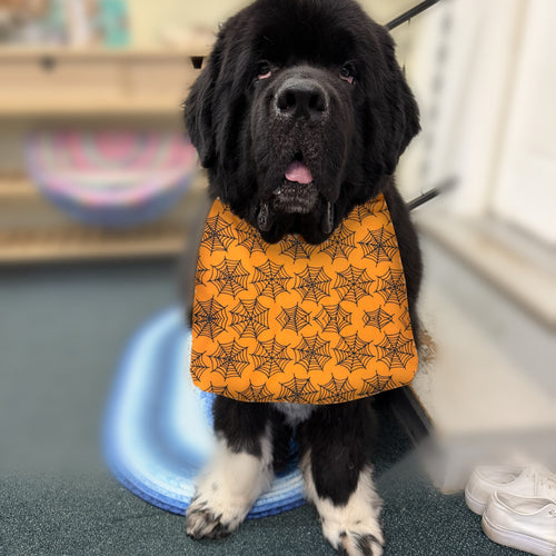 Newfoundland dog wearing the Orange Spiderweb / Gray Webs drool bib