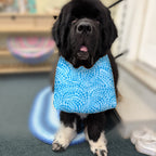 Newfoundland dog wearing the Aqua Dots / Solid Aqua drool bib
