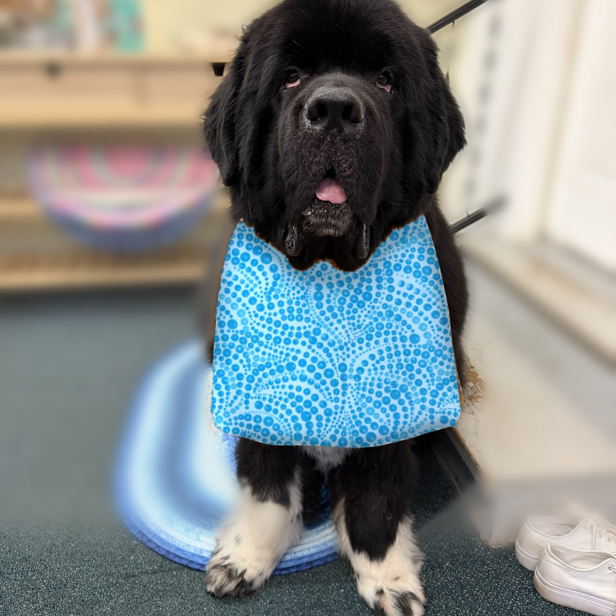Newfoundland dog wearing the Aqua Dots / Solid Aqua drool bib