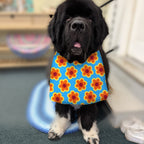 Newfoundland dog wearing the Retro Flowers / Orange Dots drool bib