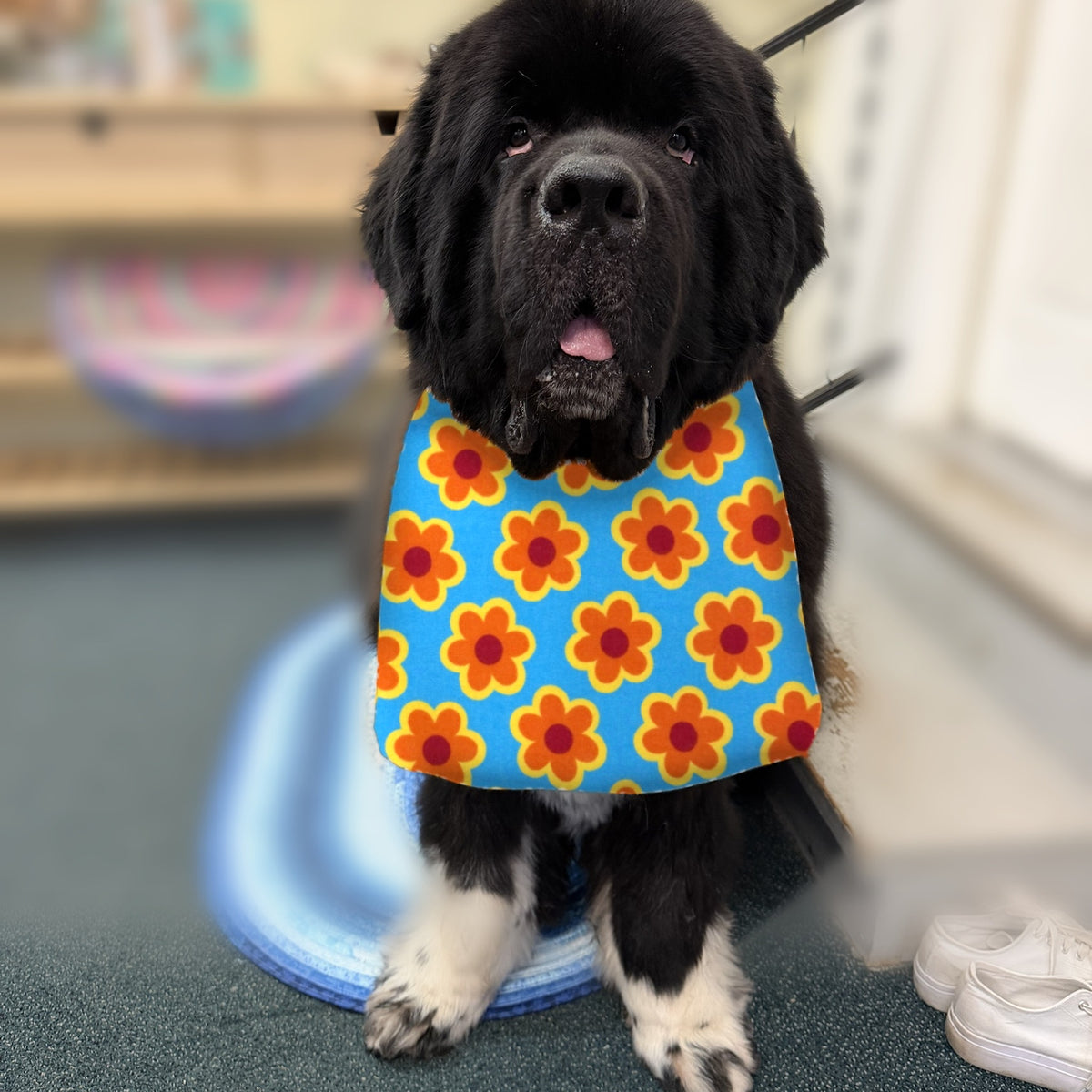Newfoundland dog wearing the Retro Flowers / Orange Dots drool bib