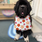 Newfoundland dog wearing the Coral Flowers / Orange Lattice drool bib