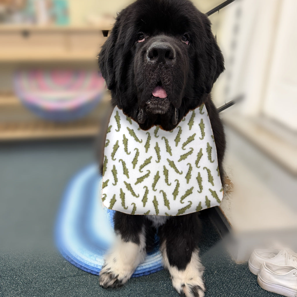 Newfoundland dog wearing the Alligators / Olive Green drool bib