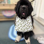 Newfoundland dog wearing the Alligators / Olive Green drool bib