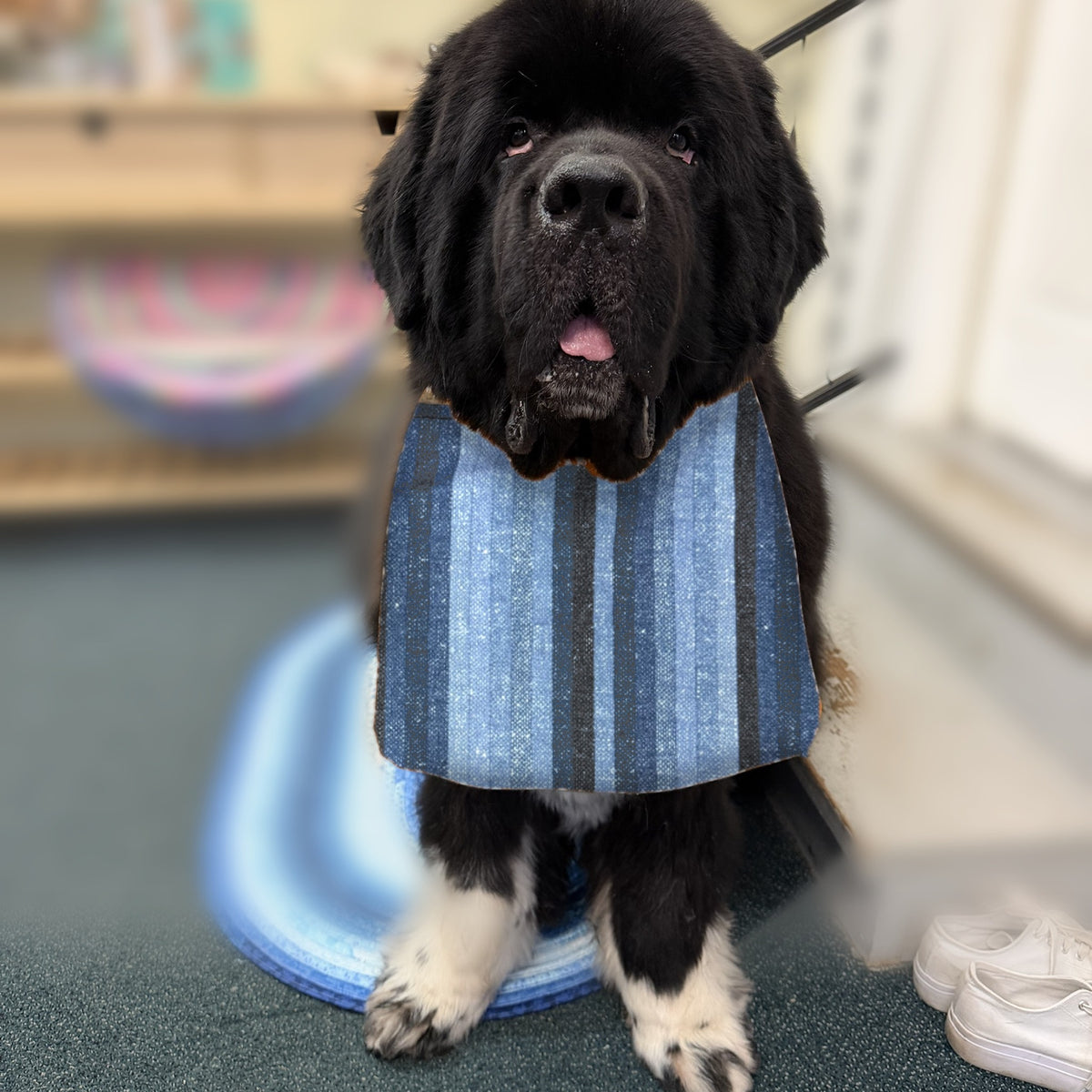 Newfoundland dog wearing the Blue Stripes / Navy Diamonds drool bib
