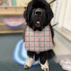 Newfoundland dog wearing the Pink Houndstooth / Heather Gray drool bib