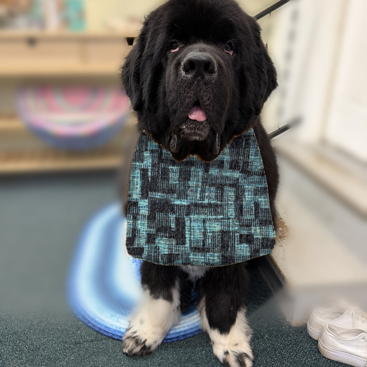 Newfoundland dog wearing the Teal Geometric / Gold Herringbone drool bib