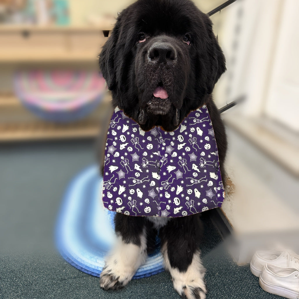 Newfoundland dog wearing the Purple Skeletons / Moons & Stars drool bib