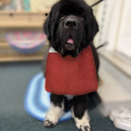 Newfoundland dog wearing the Brick Red / Penny Circles drool bib