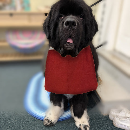 Newfoundland dog wearing the Burgundy / Tan Diamonds drool bib