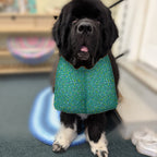 Newfoundland dog wearing the Teal Confetti Dots / Teal Circles drool bib