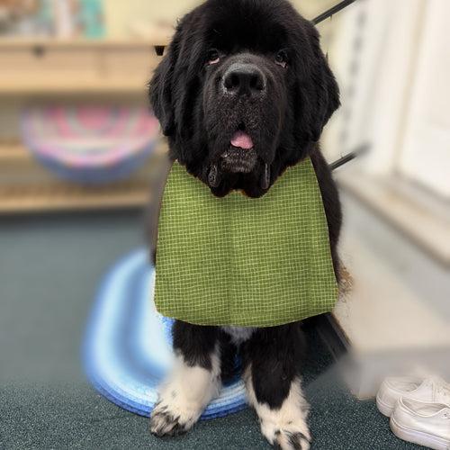 Newfoundland dog wearing the Green Grid / Orange Stars drool bib
