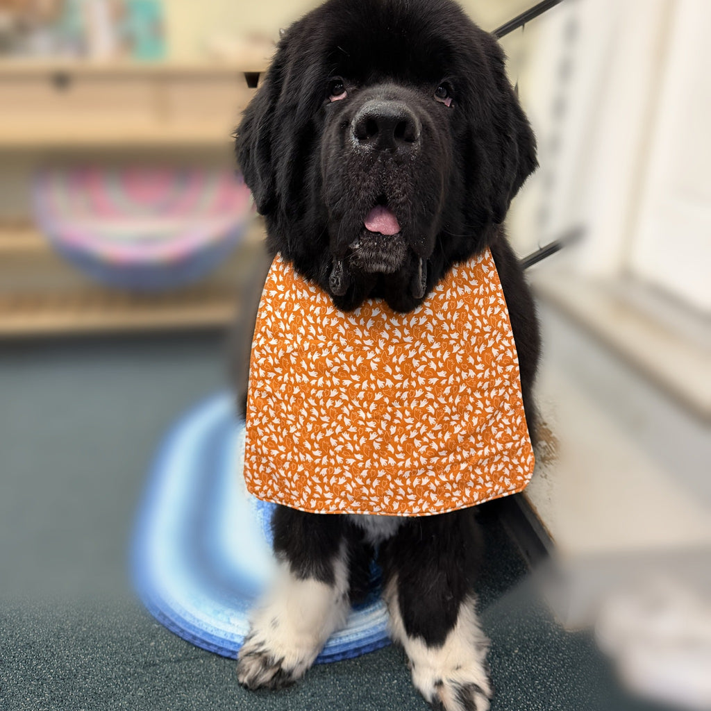Newfoundland dog wearing the Orange Ghosts / Gray Geometric drool bib