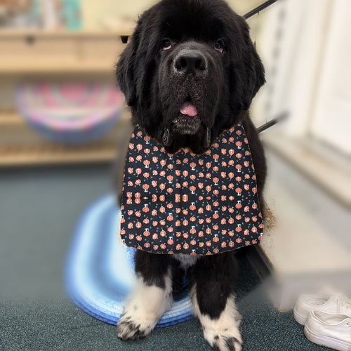 Newfoundland dog wearing the Black Pumpkins / Orange Stars drool bib