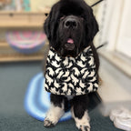 Newfoundland dog wearing the Black Ghosts / Cream Polka Dots drool bib