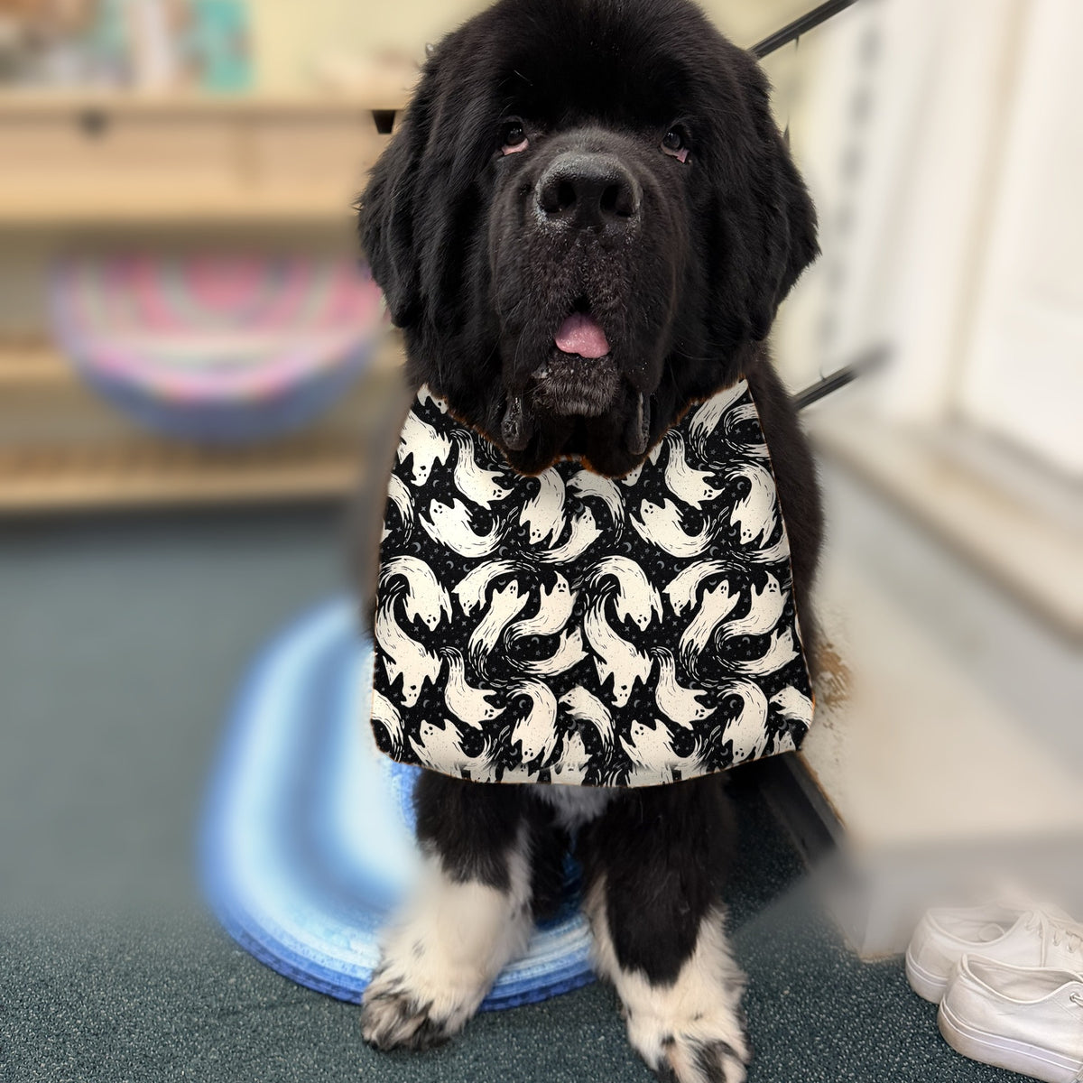 Newfoundland dog wearing the Black Ghosts / Cream Polka Dots drool bib
