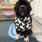 Newfoundland dog wearing the Black Ghosts / Cream Polka Dots drool bib