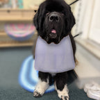 Newfoundland dog wearing the Lavender Gingham / Lavender Dots drool bib