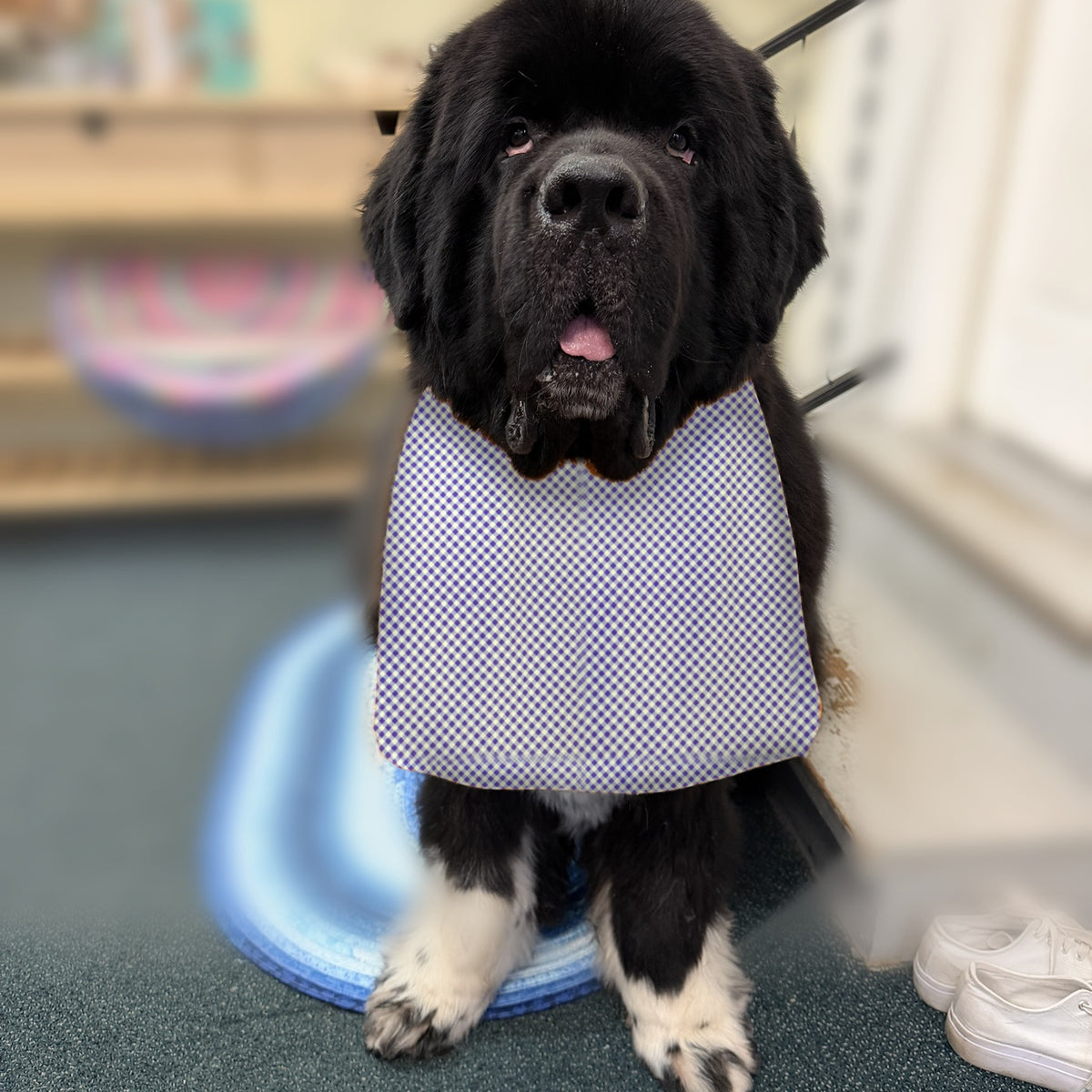 Newfoundland dog wearing the Lavender Gingham / Lavender Dots drool bib