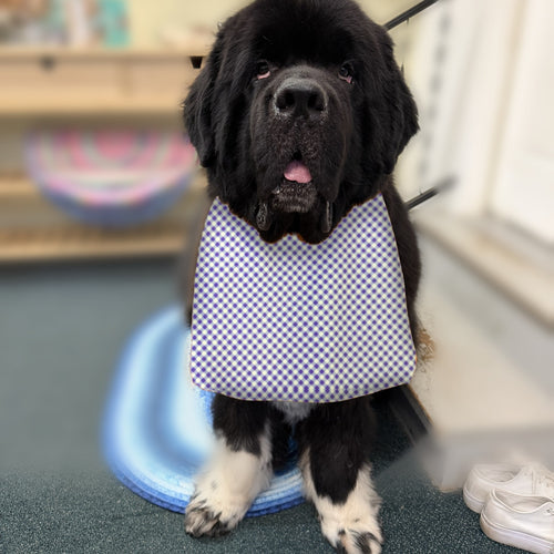 Newfoundland dog wearing the Lavender Gingham / Lavender Dots drool bib
