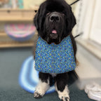 Newfoundland dog wearing the Blue Mosaic / Solid Blue drool bib