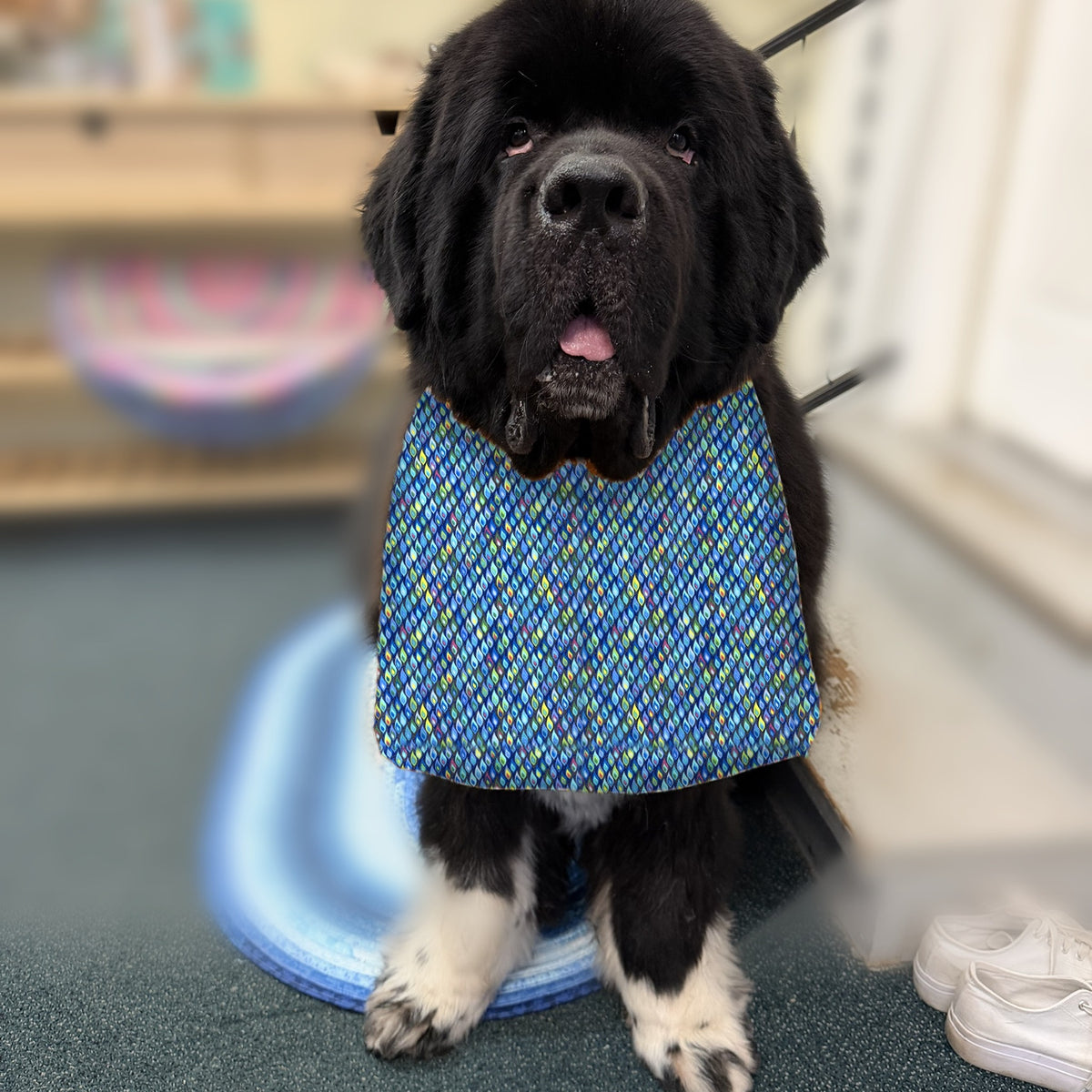 Newfoundland dog wearing the Blue Mosaic / Solid Blue drool bib