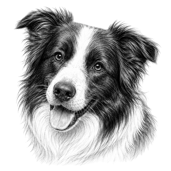 Border Collie Pencil Sketch