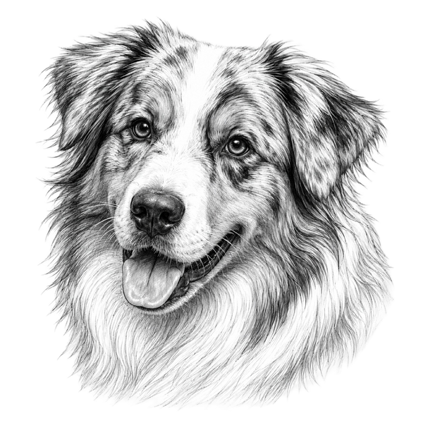 Australian Shepherd Pencil Sketch