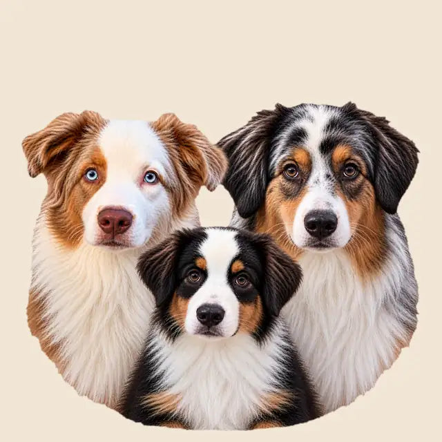 Three Australian Shepherds – Wiggle Dogz